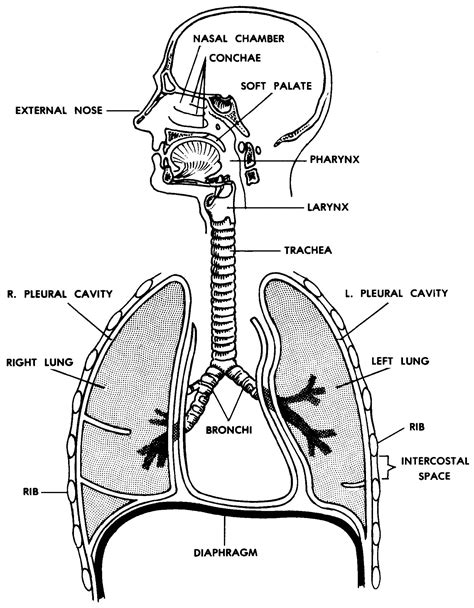 The Respiratory System Diagram Labeled