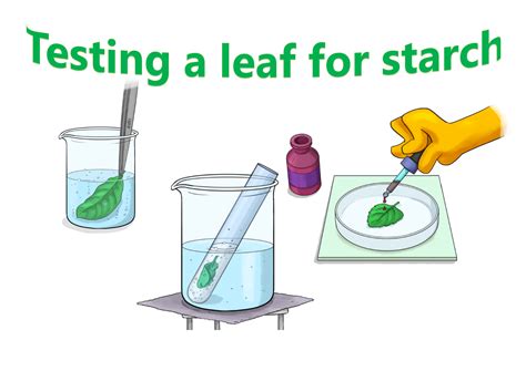 Photosynthesis - testing a leaf for starch method | Photosynthesis, Science teaching resources ...