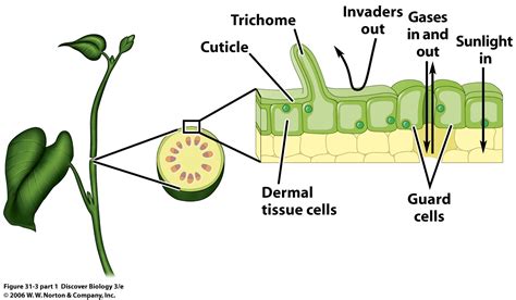 Plant Systems - Harmful & Beneficial Effects on Plants