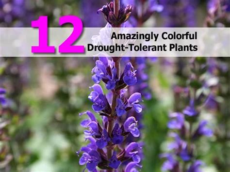 12 Amazingly Colorful Drought-Tolerant Plants