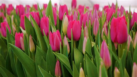 Free photo: Pink Tulips - Blooming, Flower, Fragrance - Free Download - Jooinn