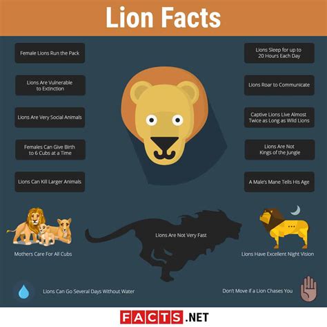 Top 15 Lion Facts - Types, Diet, Habitat & More | Facts.net