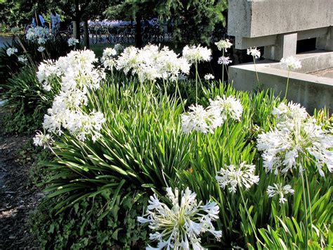 25 WHITE LILY of the NILE Agapanthus Orientalis African Lily Flower Seeds * Flat Shipping