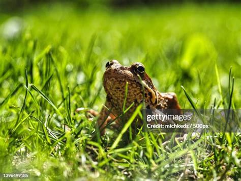 2,008 Frog Grass Stock Photos, High-Res Pictures, and Images - Getty Images