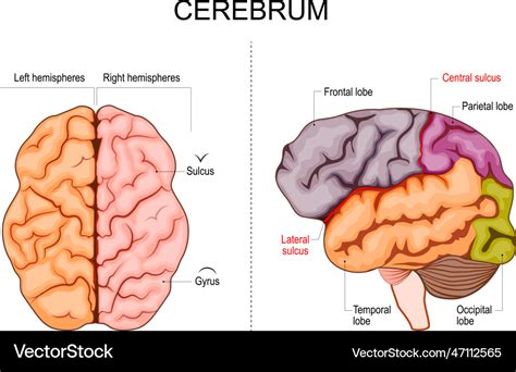 The Cerebrum Lobes Vasculature TeachMeAnatomy, 48% OFF