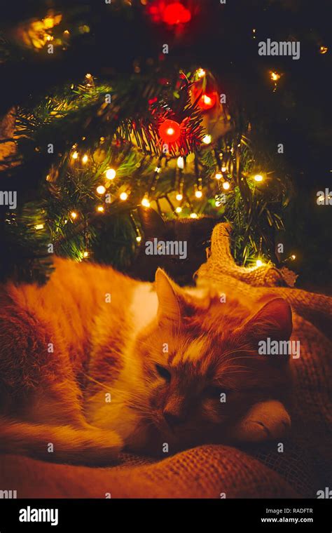 Two cats, orange and black, sleeping cozy under Christmas tree Stock Photo - Alamy