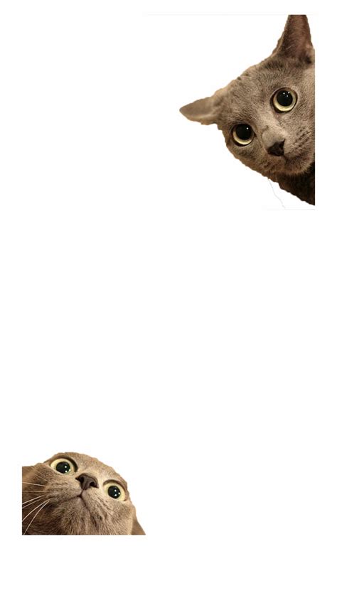 Funny Cats Png Funny Cat Pictures Png - Clip Art Library