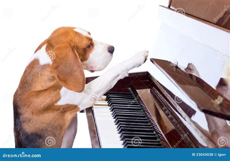 Dog Playing The Piano. Royalty Free Stock Photos - Image: 23043038