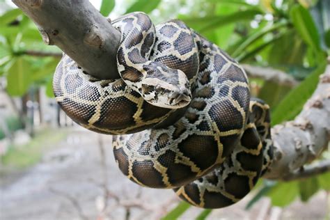 What Is The Burmese Python? - ReptileStartUp.com