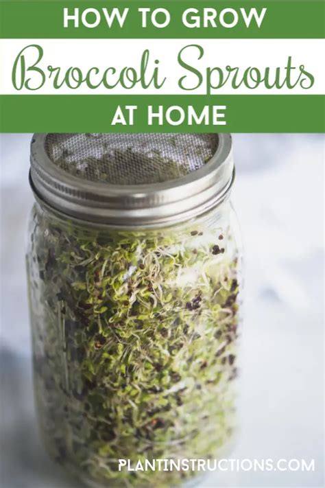 How to Grow Broccoli Sprouts at Home - Plant Instructions