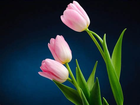 Pink Tulips Wallpapers - Wallpaper Cave