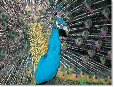 Common Peafowl Colorful Feathers, Bird Feathers, Peacock Images, Peahen, Peafowl, Bird Pictures ...