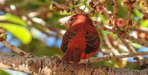 10+ Free Tanager-Red & Summer Tanager Images - Pixabay