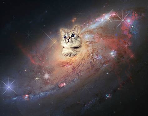 Cat In Space. - Cats Photo (37816614) - Fanpop