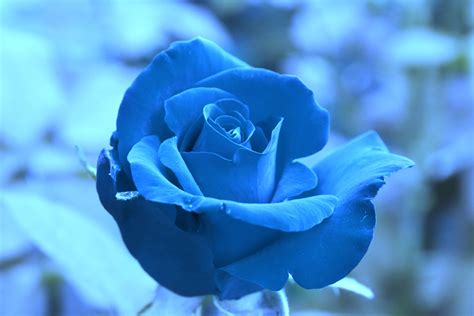 Blue Rose Wallpaper Free Download - cleverart