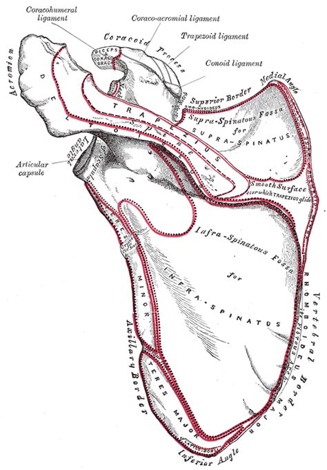 Acromion Process | Definition, Anatomy & Types - Lesson | Study.com