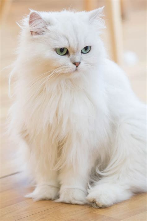 These Facts About White Cat Breeds are Quite Fur-tastic - Cat Appy