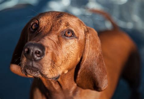 Redbone Coonhound - Full Profile, History, and Care