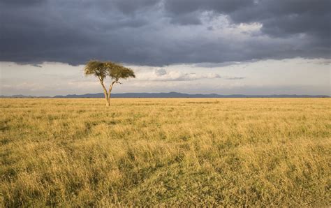 Grassland Ecosystem