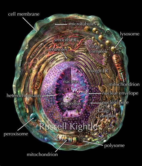 Animal Cell diagram with labels by Russell Kightley Media