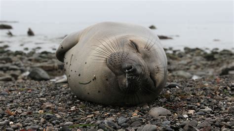 Elephant Seals Take Power Naps During Deep Ocean Dives - The New York Times