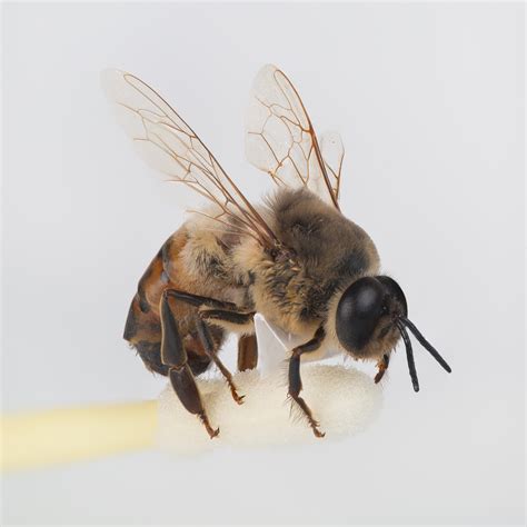 File:Drone bee (32-image macro stack).jpg - Wikimedia Commons