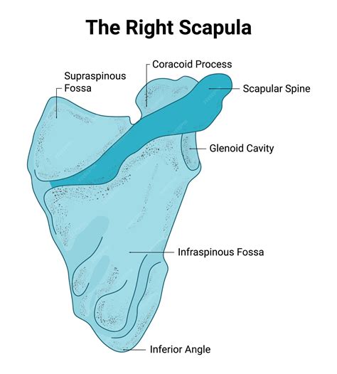 Premium Vector | The right scapula supraspinous fossa coracoid process scapular spine ...