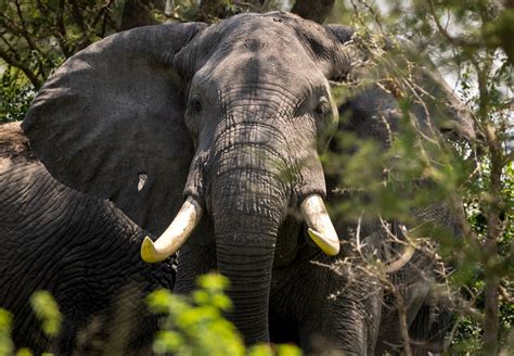 African Bush Elephants (Savanna Elephants) | Virunga National Park