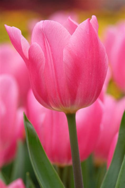 Free photo: Pink Tulips - Blooming, Flower, Fragrance - Free Download - Jooinn