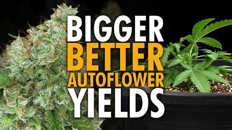 Beginner Autoflower Grow Tips for Bigger Yields | thcscout.com