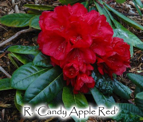 Candy Apple Red – Singing Tree Gardens Nursery