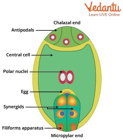 Embryo Sac - Introduction, Structure and FAQs