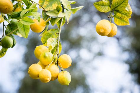 Lemon tree with yellow leaves: why? | Better Homes and Gardens