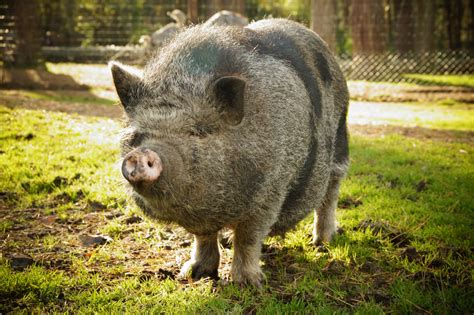 Pot-bellied Pig Pet Free Stock Photo - Public Domain Pictures