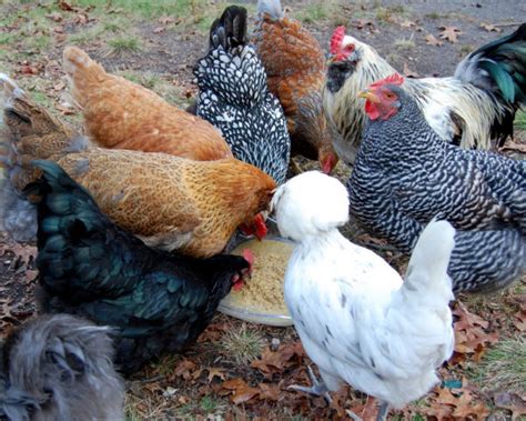 Best Chicken Breeds for Pets - The Cape Coop