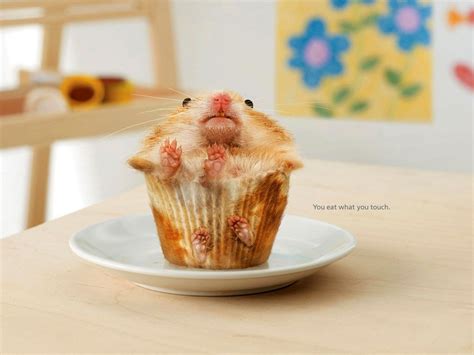 Hamster Meme Wallpapers - Top Free Hamster Meme Backgrounds - WallpaperAccess