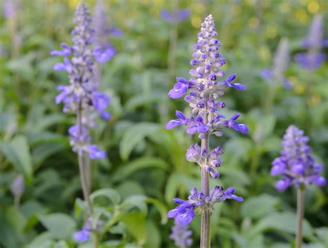 Common Types of Salvia Flowers (Annual and Perennial)