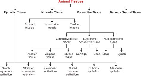 Mind Map Of Animal Tissue