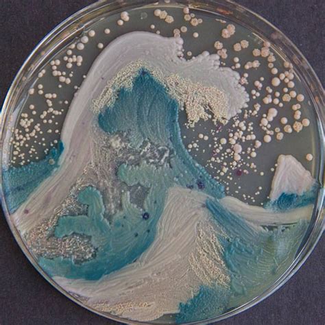 Microbiologists Create ‘Starry Night’ And Other Art With Bacteria For First Microbe Art ...