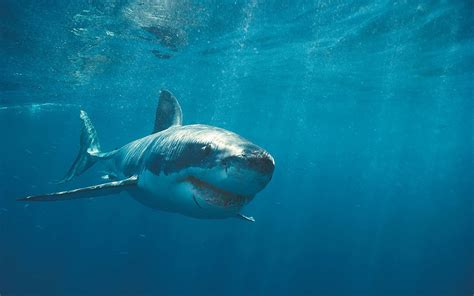 Shark Wallpaper HD Shark Pictures - HD Animal Wallpapers