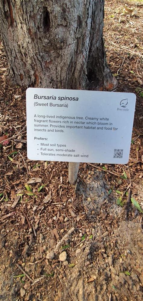 Tree identification signs now in Beaumaris Reserve – Beaumaris Conservation Society