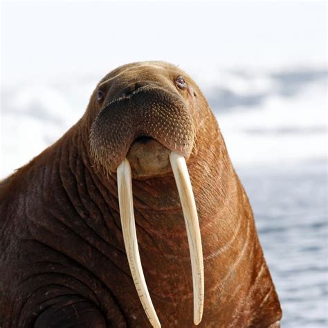 Oceana on Instagram: “DID YOU KNOW? Walrus tusks are actually elongated canine teeth. A male ...