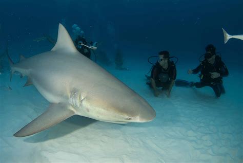 Diving with Bull Sharks | Pro Dive International