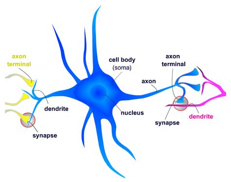 Neuron Synapse Animation