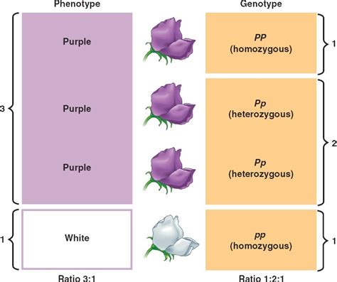 Genotype Vs Phenotype | Definition & Examples