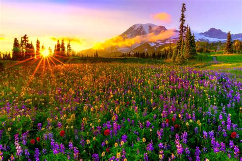 Mountain Wildflowers Wallpapers - Wallpaper Cave