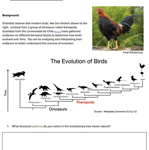 Bird Evolution — The Wonder of Science