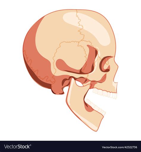 Mouth Anatomy Diagram Side View - Infoupdate.org