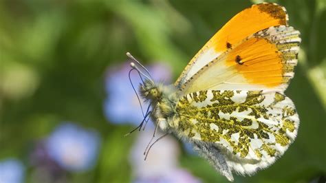 British photographer captures UK's prettiest butterflies on camera - CGTN