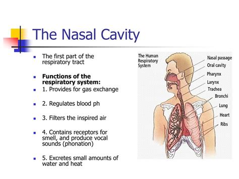 Nasal Oral Cavity